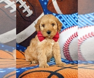 Cocker Spaniel-Poodle (Miniature) Mix Puppy for sale in NEW HOLLAND, PA, USA