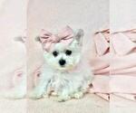 Small Photo #23 Poodle (Toy) Puppy For Sale in BELLAIRE, TX, USA