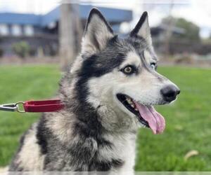 Siberian Husky Dogs for adoption in Martinez, CA, USA