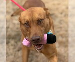 Small #6 Vizsla Mix