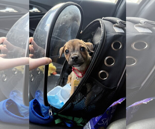 Medium Photo #12 Bulldog-Chihuahua Mix Puppy For Sale in North Royalton, OH, USA