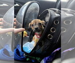 Small #11 Bulldog-Chihuahua Mix