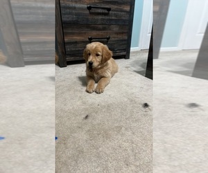 Gollie Puppy for sale in DURAND, WI, USA