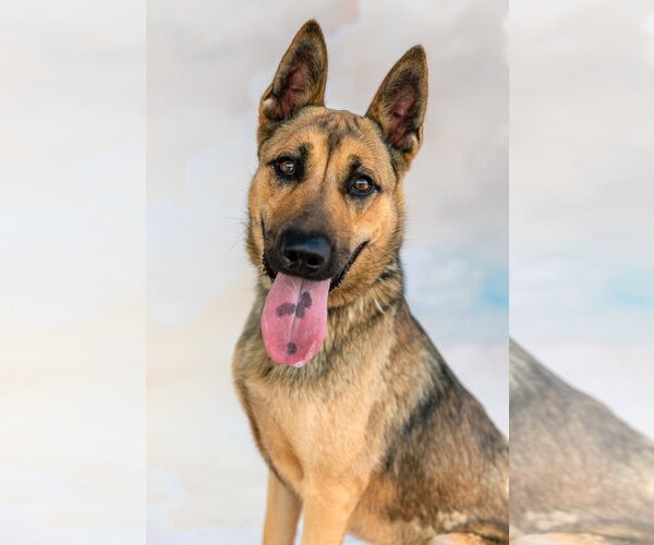 Medium Photo #2 German Shepherd Dog Puppy For Sale in Pasadena, CA, USA