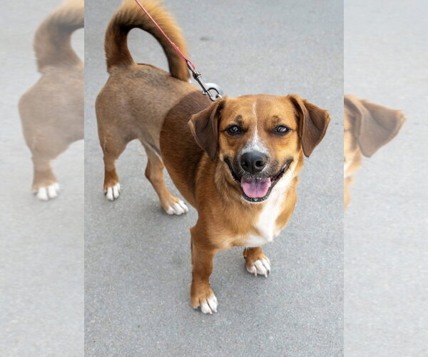 Medium Photo #4 Dachshund-Unknown Mix Puppy For Sale in Omaha, NE, USA