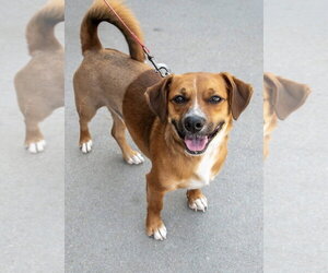 Walter - Male Dachshund-Unknown Mix Dog for Adoption - Photo #4