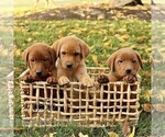 Small Photo #3 Labrador Retriever Puppy For Sale in COATESVILLE, PA, USA
