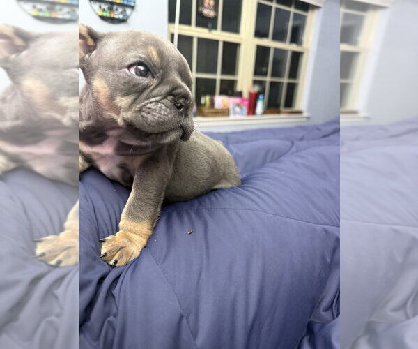 Medium Photo #2 Bulldog Puppy For Sale in Mooresville, NC, USA