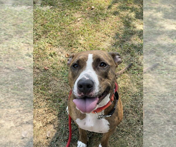 Medium Photo #28 American Pit Bull Terrier-Unknown Mix Puppy For Sale in Boston, MA, USA