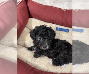 Poodle (Toy) Puppy for sale in SAN ANTONIO, TX, USA