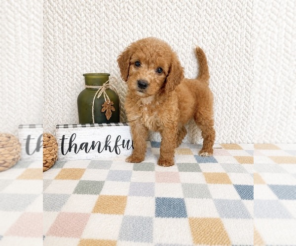 Medium Photo #2 Goldendoodle mix (+ Poodle Miniature) Puppy For Sale in INDIANAPOLIS, IN, USA