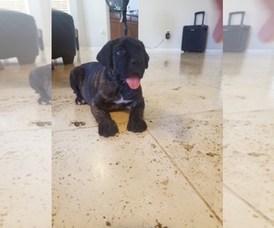 Mastiff Puppy for sale in AVONDALE, AZ, USA