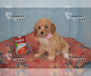 Poodle (Toy) Puppy for sale in SANGER, TX, USA