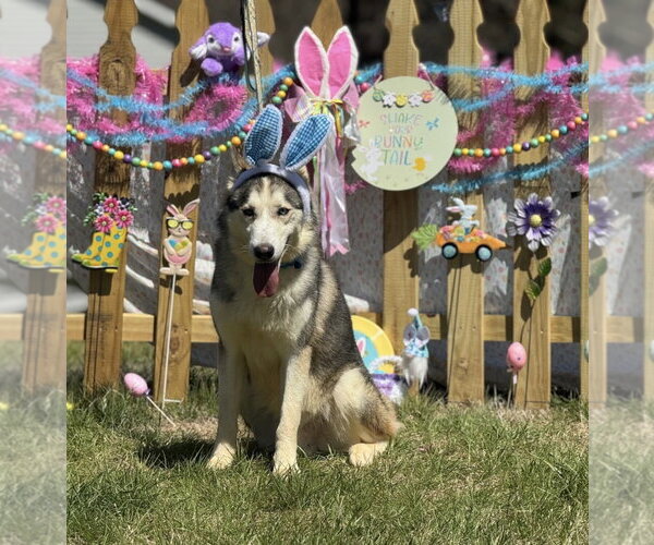 Medium Photo #3 Siberian Husky-Unknown Mix Puppy For Sale in Rockaway, NJ, USA
