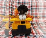 Small Photo #1 Poodle (Standard) Puppy For Sale in RISING SUN, MD, USA