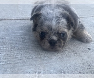 French Bulldog Puppy for sale in JUSTIN, TX, USA