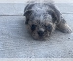 Small French Bulldog