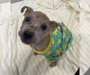 Labrador Retriever-Unknown Mix Dogs for adoption in Pasadena, TX, USA