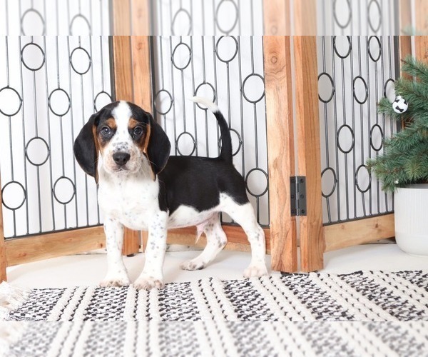 Medium Photo #1 Beagle Puppy For Sale in NAPLES, FL, USA