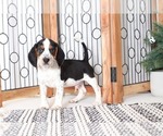 Small Photo #1 Beagle Puppy For Sale in NAPLES, FL, USA