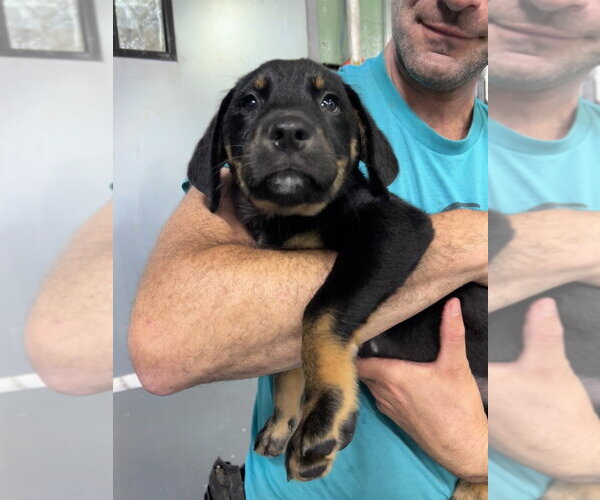 Medium Photo #2 Mutt Puppy For Sale in Elmsford, NY, USA