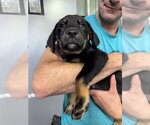 Small #1 Mutt