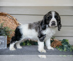 Puppy Jack Cocker Spaniel