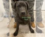 Small Photo #4 Cane Corso Puppy For Sale in DENTSVILLE, MD, USA