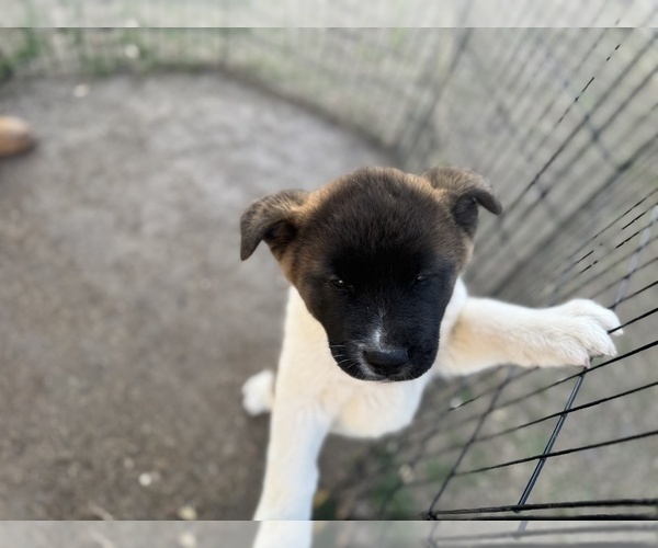Medium Photo #9 Akita Puppy For Sale in ZEBULON, NC, USA