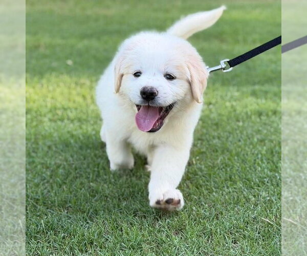 Medium Photo #1 Golden Pyrenees Puppy For Sale in Spring Lake, NC, USA