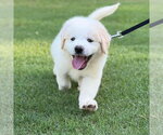 Small Golden Pyrenees