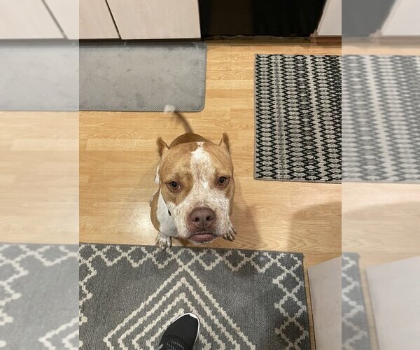 Medium Photo #2 American Pit Bull Terrier Puppy For Sale in West Palm Beach, FL, USA