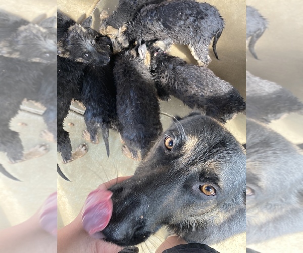 Medium Photo #5 German Shepherd Dog Puppy For Sale in BAKERSFIELD, CA, USA
