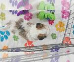 Bandit - Male Papitese Puppy for Sale - Photo #5