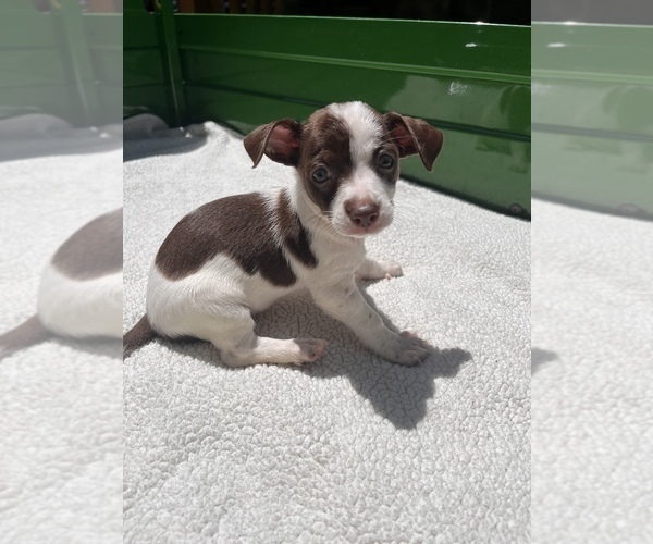 Medium Photo #7 Jack Chi Puppy For Sale in SAINT AUGUSTINE, FL, USA