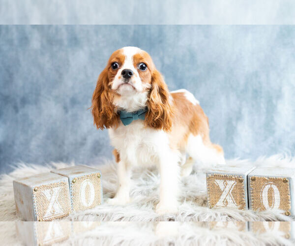 Medium Photo #7 Cavalier King Charles Spaniel Puppy For Sale in WARSAW, IN, USA