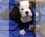 Small Photo #1 Olde English Bulldogge Puppy For Sale in ABILENE, TX, USA