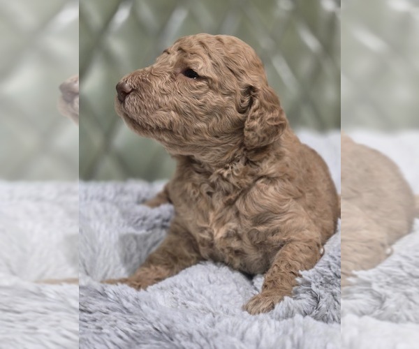 Medium Photo #4 Poodle (Standard) Puppy For Sale in CONROE, TX, USA