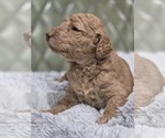Small #3 Poodle (Standard)