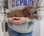 Small #1 Chiweenie