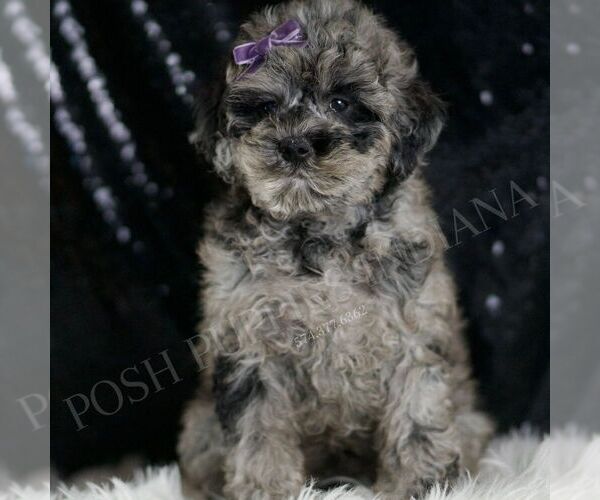 Medium Photo #1 Poodle (Toy) Puppy For Sale in WARSAW, IN, USA