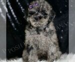 Small Poodle (Toy)