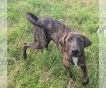Small #2 Mutt
