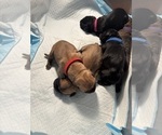 Litter of 9 - Male(s) and Female(s) Cane CorsoLitter of Puppies for Sale - Photo #24