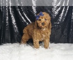 Puppy 16 Poodle (Toy)
