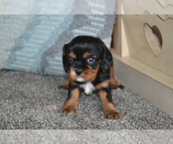 Medium Photo #7 Cavalier King Charles Spaniel Puppy For Sale in GREENWOOD, WI, USA