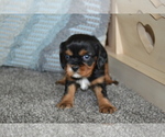 Small #1 Cavalier King Charles Spaniel