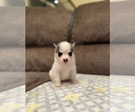 Small Photo #5 American Bully-Pomsky Mix Puppy For Sale in DRACUT, MA, USA