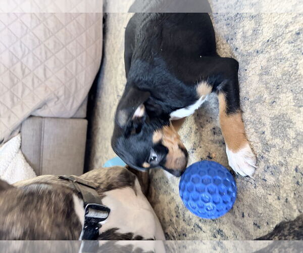 Medium Photo #1 Jack Chi Puppy For Sale in Ball Ground, GA, USA