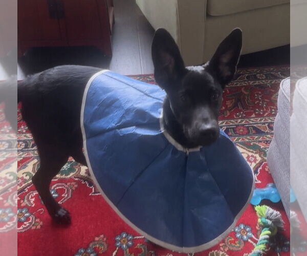 Medium Photo #5 Labrador Retriever-Unknown Mix Puppy For Sale in Holly Springs, NC, USA